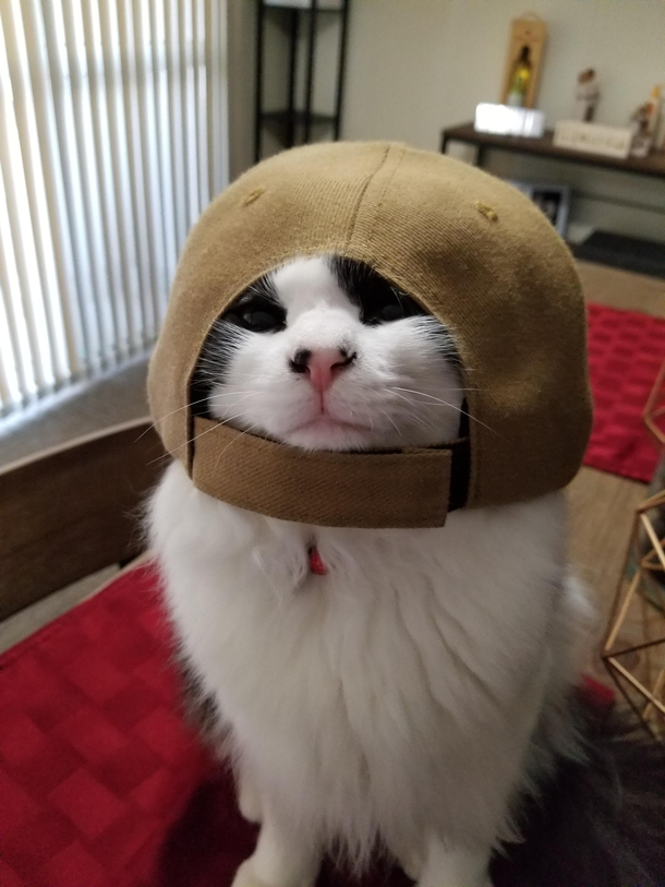 Turtle thinks he is a cat