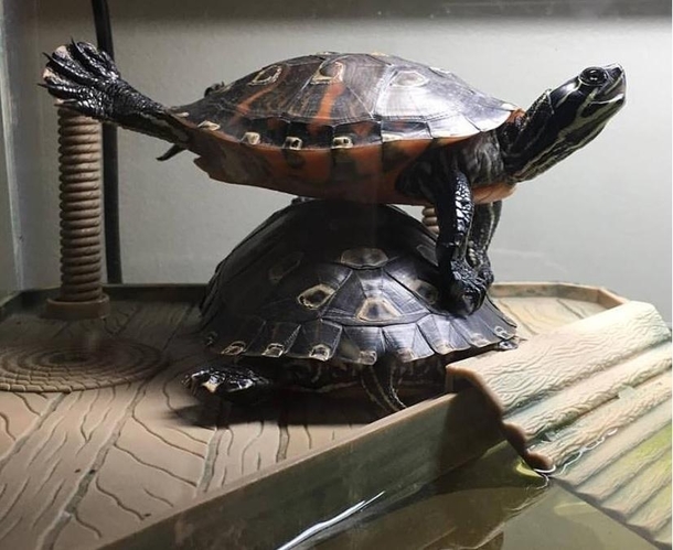 Turtle yoga more fun with a friend