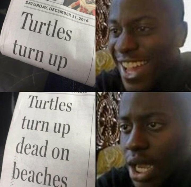 Turtles turn up