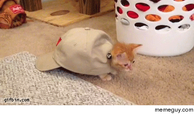 turtling cat