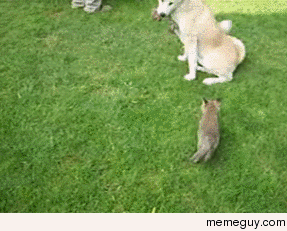 Two adopted foxes and their adorable step mom