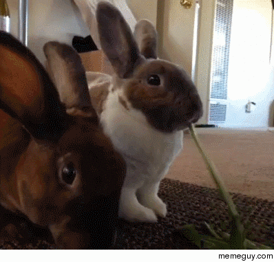 Two bunnies one leaf