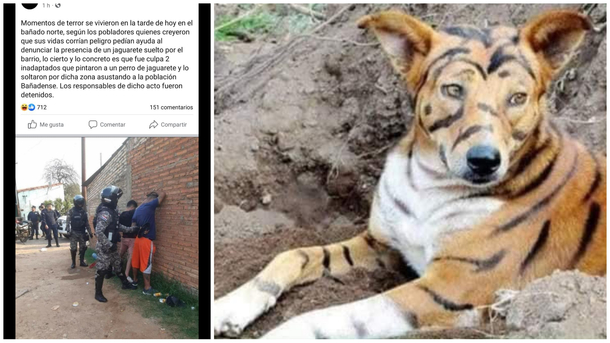 Two guys where arrested in my country because they painted a dog as a tiger and let them free in the streets og a neighborhood