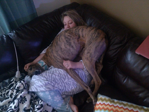 Two months off the race track and my adopted greyhound is still trying to understand what being a lap dog is all about