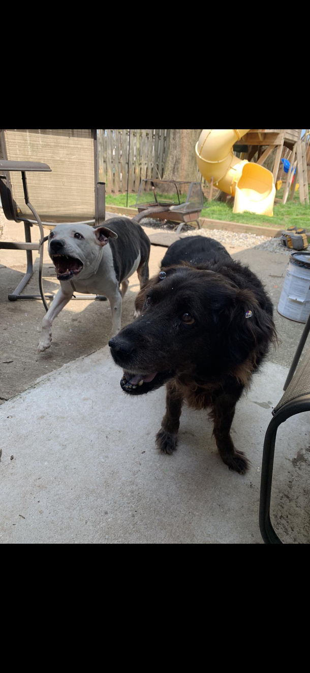 Two of my dogs a few years ago tryna eat flavored bubbles RIP Pup pup right