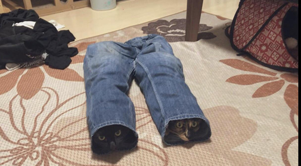 Typical cats