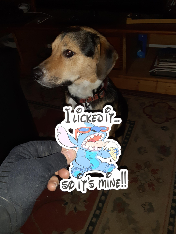 Typical doge