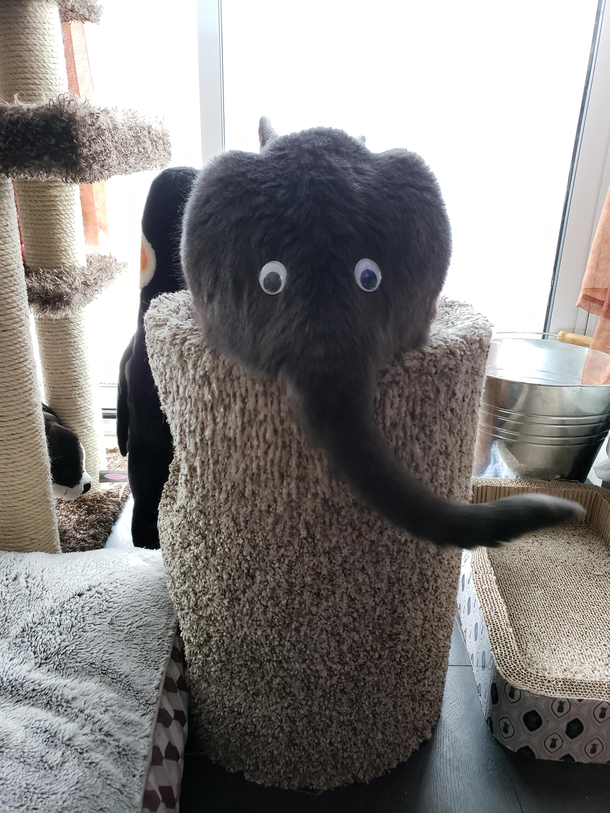 Tyrion the Asslephant