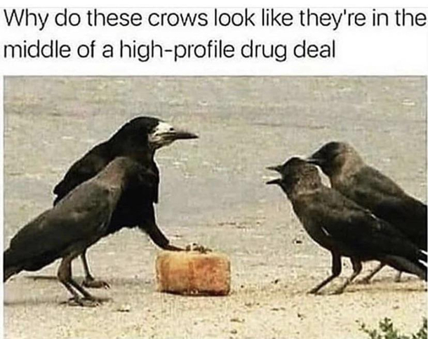 U got dem seeds