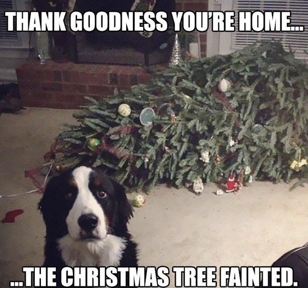 Uh oh not the tree
