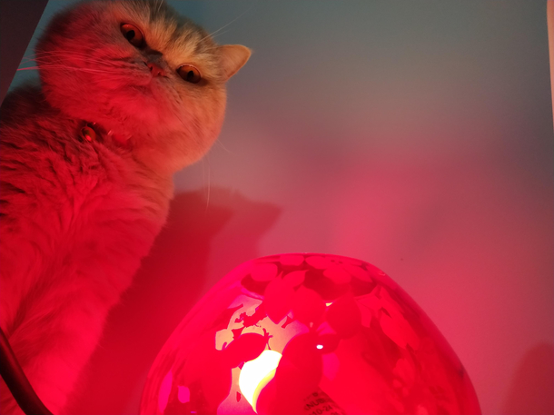 uhm do cats reincarnate