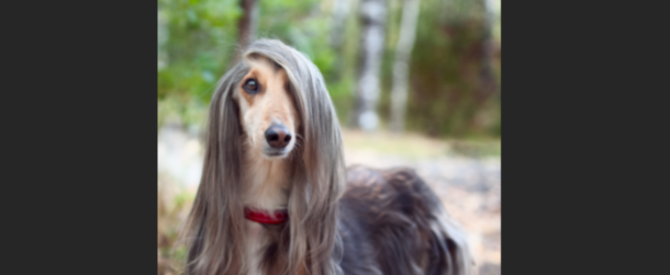 Um my dog food tastes like crap I wanna speak to your manager
