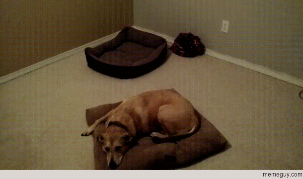 Um thats not how the bed works