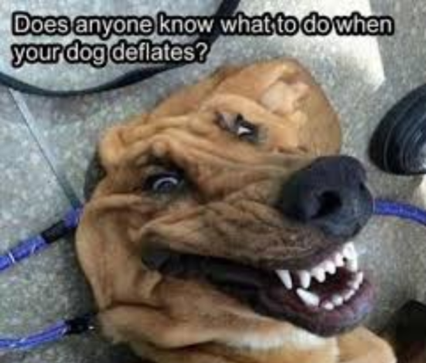 Umm theres somthing wrong with my dog