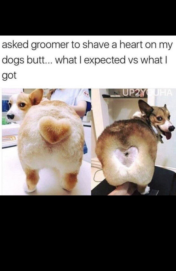 Umthat Corgis bunevermind