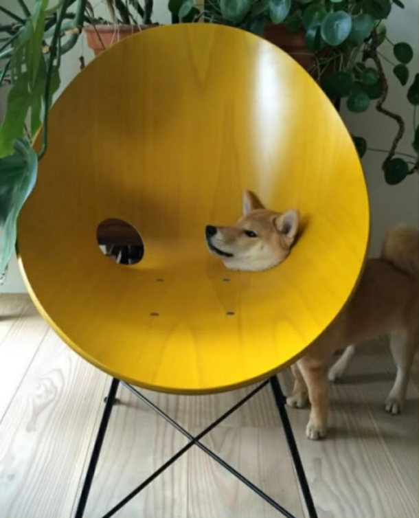 Unamused doggo is unamused