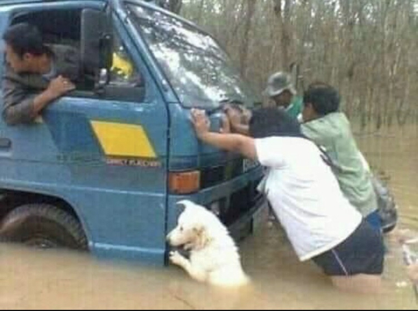 Under Poochies guidance they were able to get the car to safety