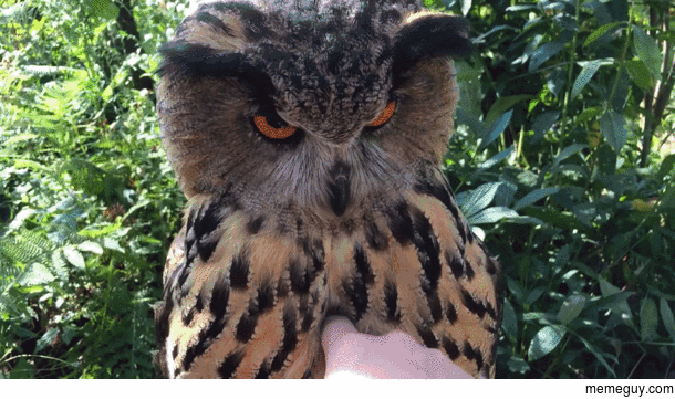 Unenthusiastic Owl