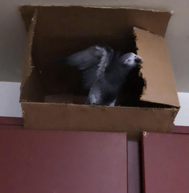 Unlike most parrots that sleep in their cages mine likes to sleep in a cardboard box above the kitchen sink