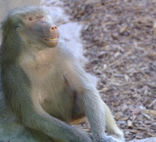 Unreasonably happy baboon