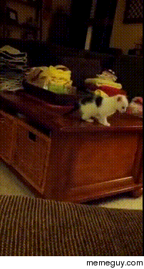 Unsure Kitty Tries to Fly