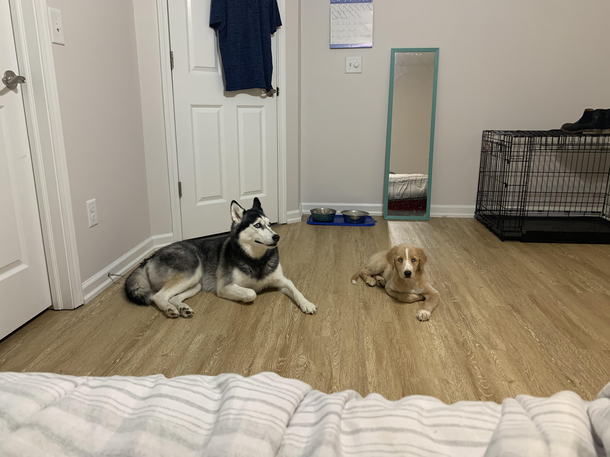 Unsure of the new puppy