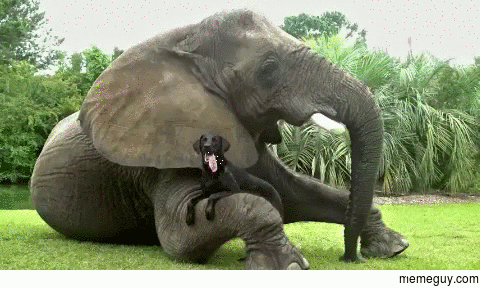Unusual Animal Friendship Elephant And Dog