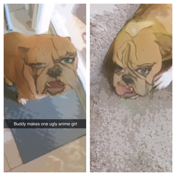 Use the new Snapchat filter on your pet they said theyll look cute they said