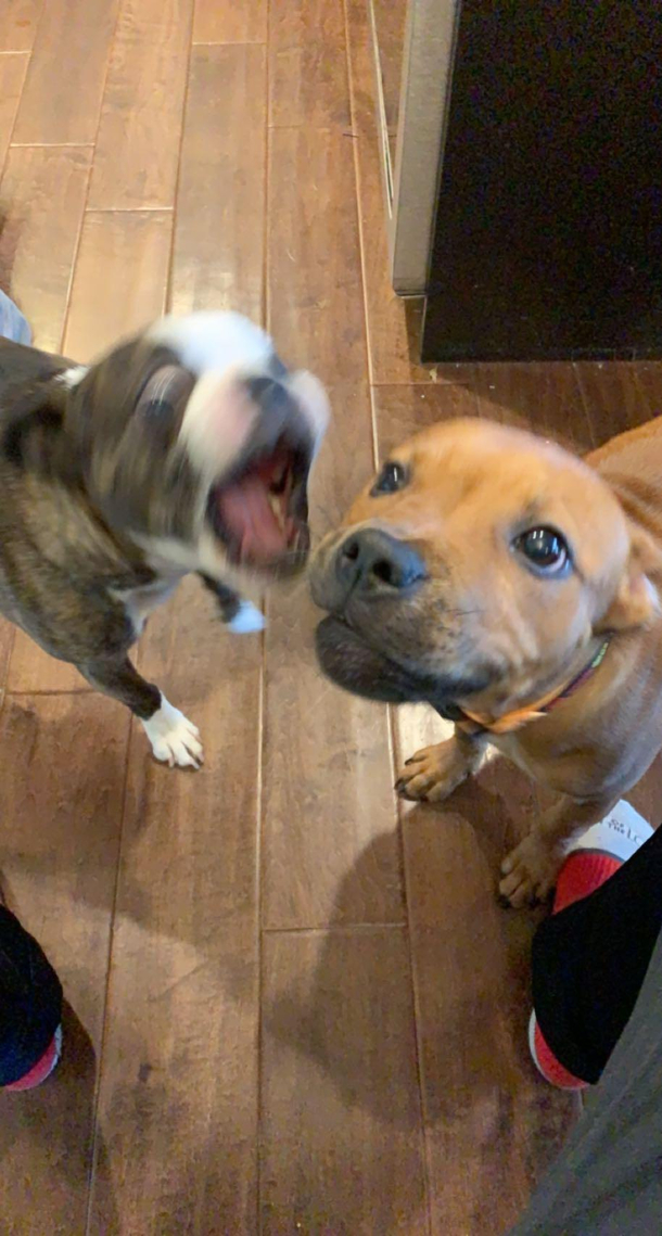 Use this photo of my dogs how you will
