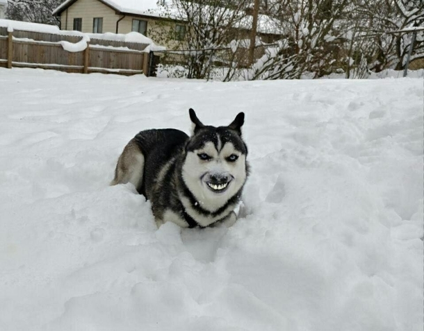 Used faceapp on my dog Im now terrified