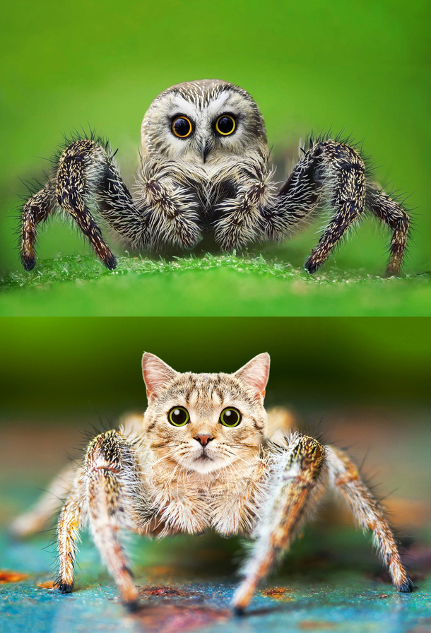 Using photoshop to make spiders less terrifying
