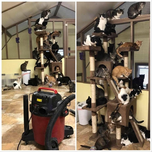 Vacuuming at an animal shelter