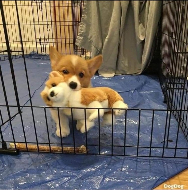 VaMpIrE DoGgO taKeS AnoThEr VicTim