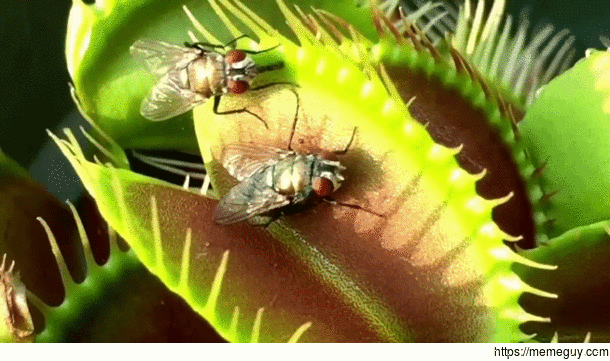 Venus fly trap on the hunt