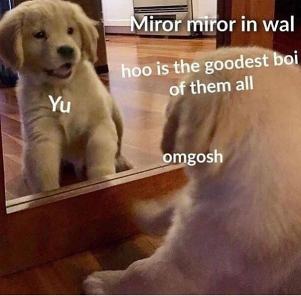Very good boi