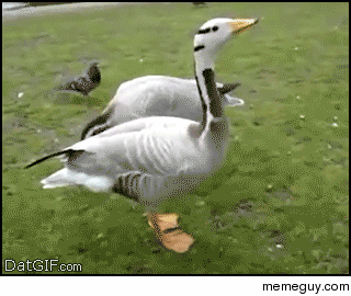 Very Happy Duck