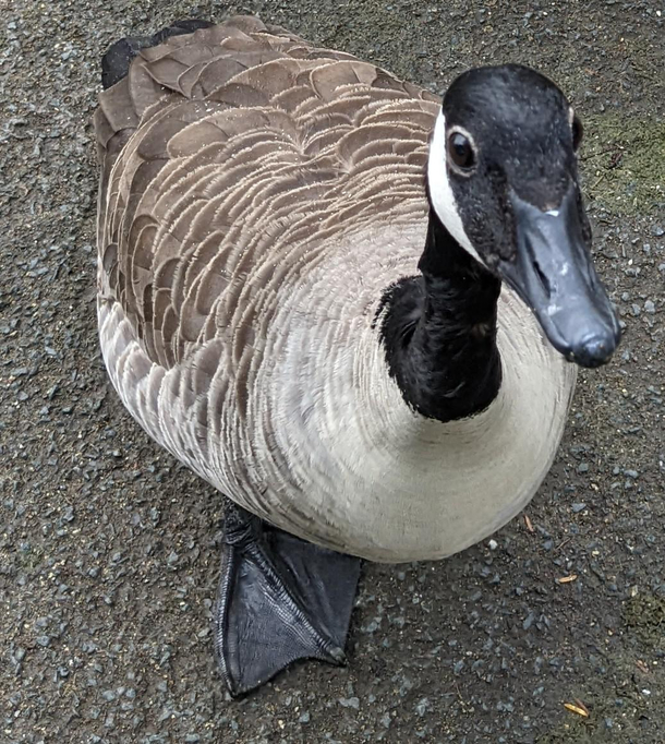Very polite lil fella