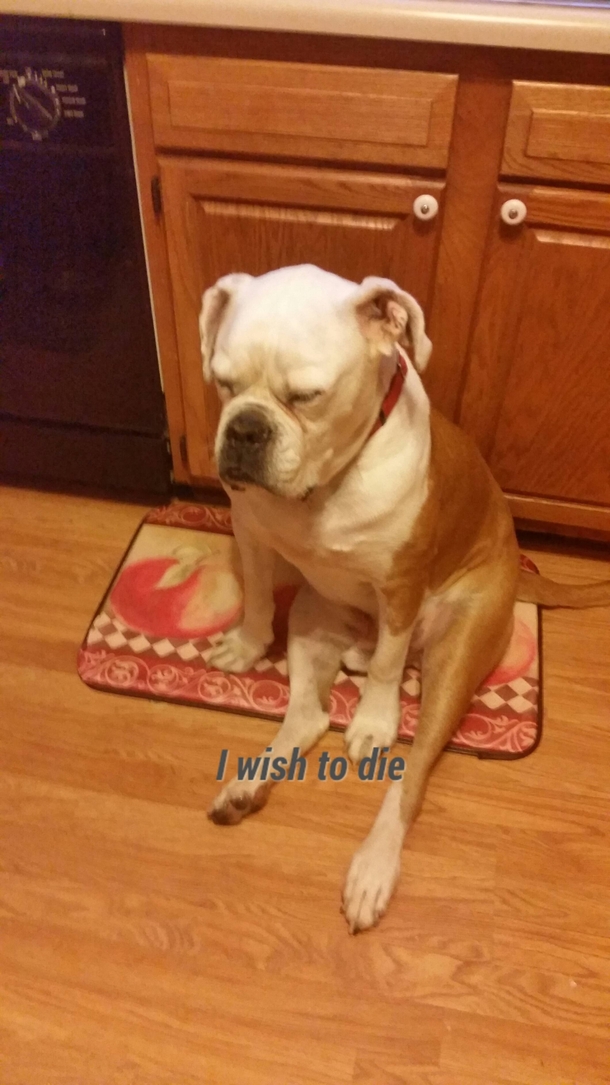 Vet said he had to lose  lbs this is how he looks when I make food
