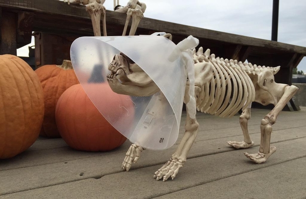 Veterinarians Halloween display is on point