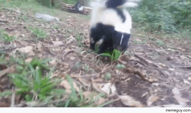 VICIOUS BABY SKUNK ATTACK looks just plain cute