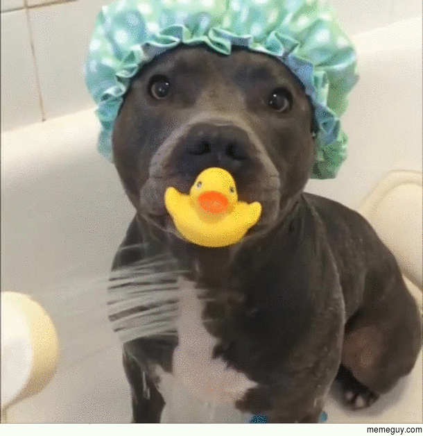 Vicious pitbull attacks baby duck during rain shower