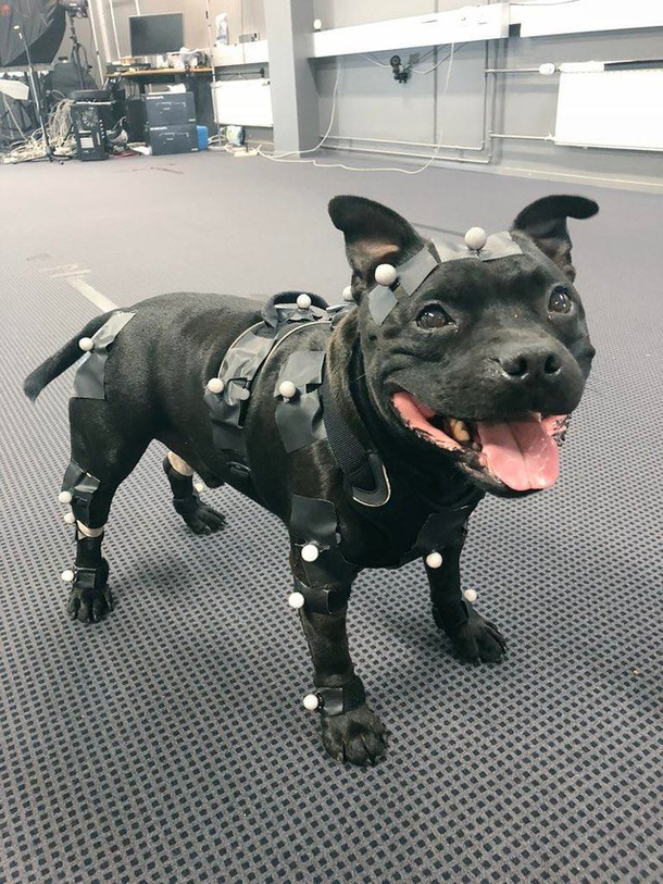 Video Game Doggo On Set