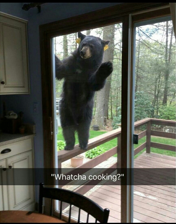 Visitor 