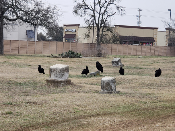 Vultures hanging out in a cemetery