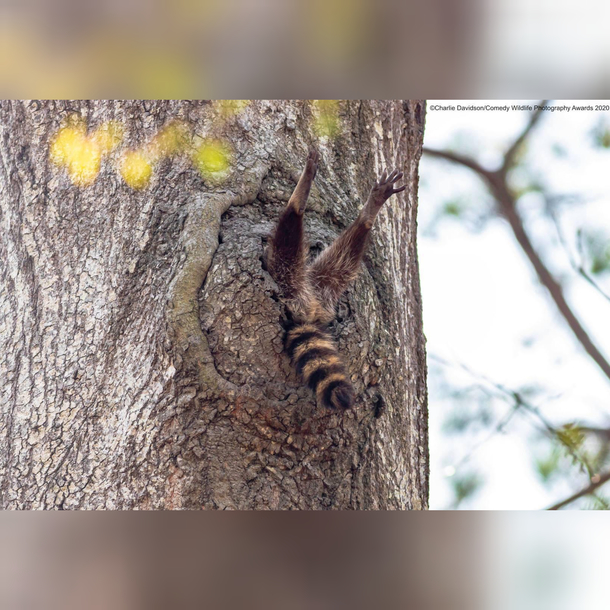 W-what are you doing step-racoon