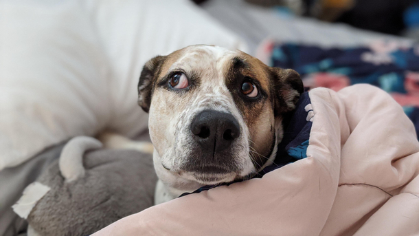 Wait did I remember to feed my human today