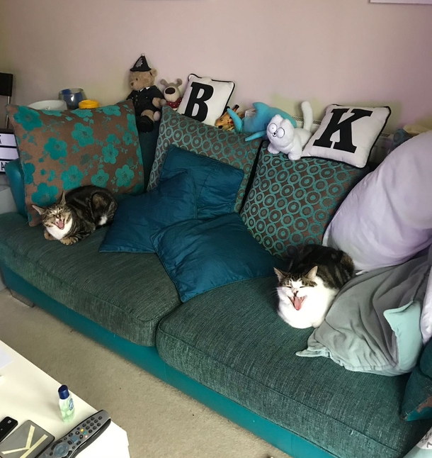 Walked in on my cats sharing a joke 