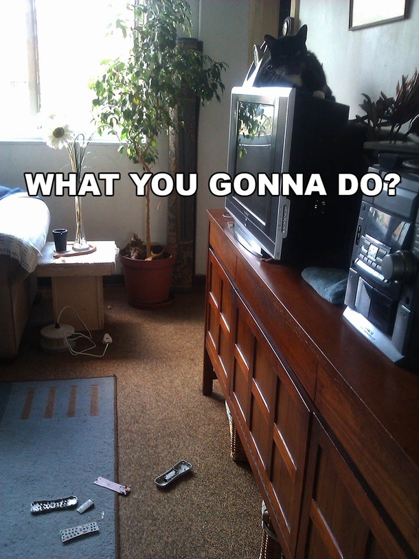 Walked into the lounge to find this