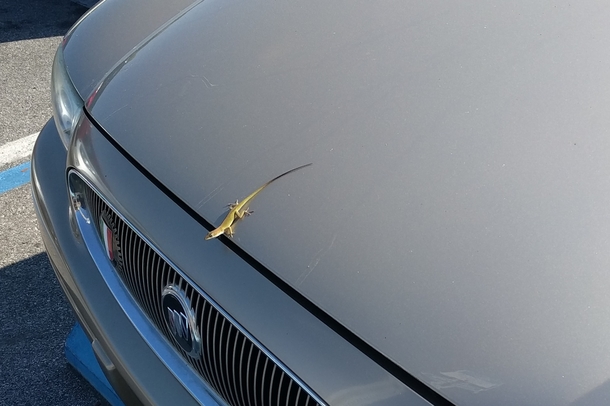 Walked out of the store to find an insurance claim in progress the local Florida agent