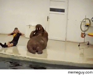 Walrus workout